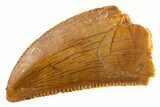 Serrated Raptor Tooth - Real Dinosaur Tooth #347018-1